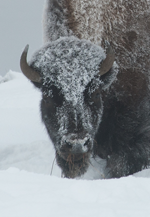 yelw13_bison2061dk300