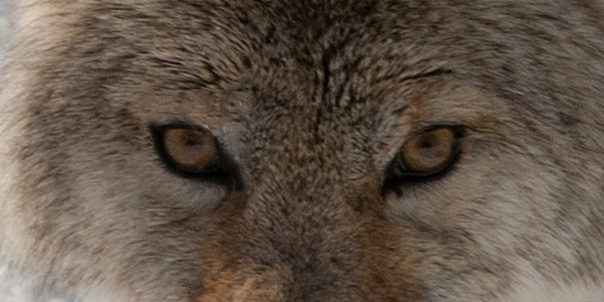 yelw13_coyote1913dk540