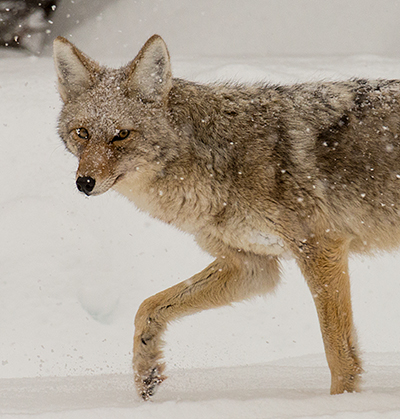 yelw13_coyote7448bh400