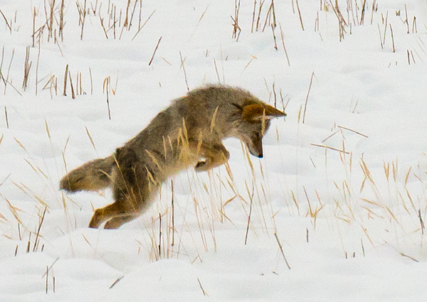 yelw13_coyote7594bh600