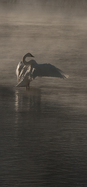 yelw13_swan1718dk300