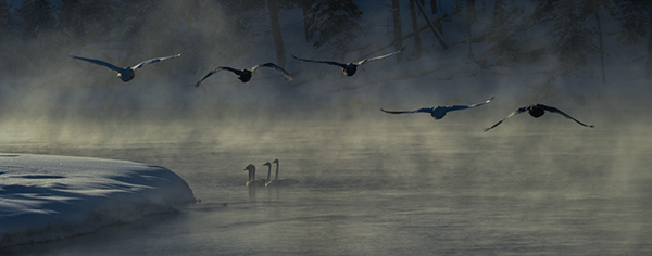 yelw13_swans6256bh600