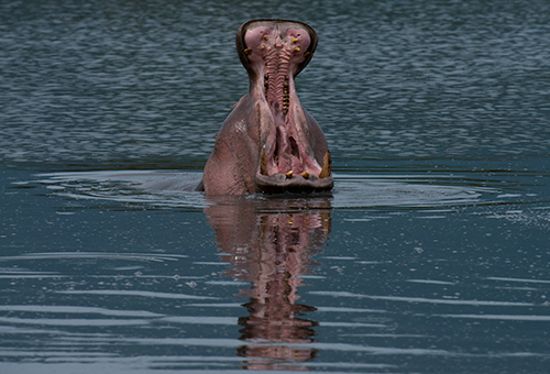 Hippo yawn© 2013 Diane Kelsay