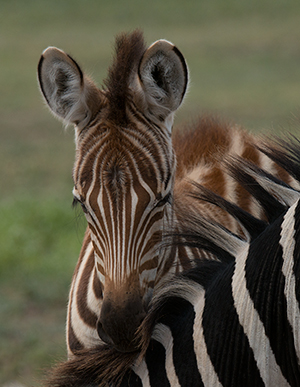 tz13_zebras9627dk300