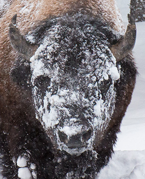 yelw13_bison7924bh300