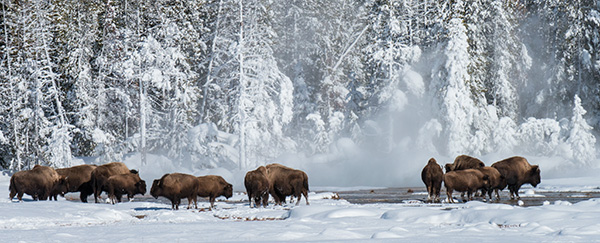 yelw13_bison8441bh800