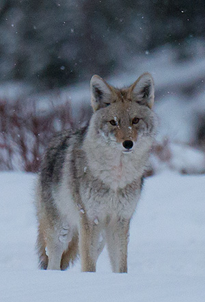 yelw13_coyote8082bh300