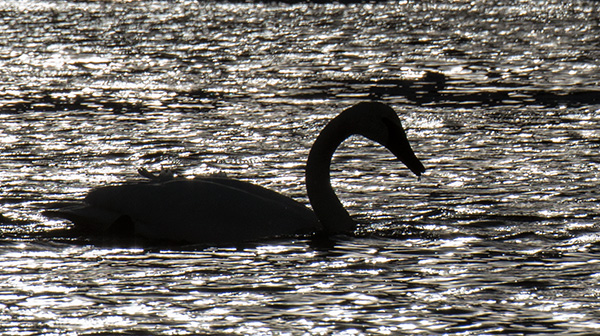 yelw13_swan8101bh600