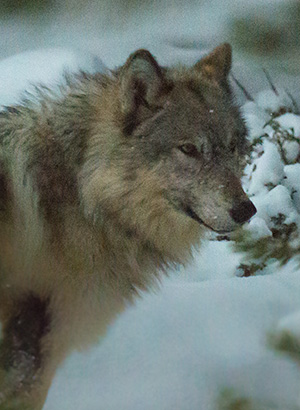 Lone Wolf following the Canyon Pack yelw13_wolf7845bh300