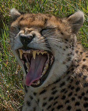 tz13_cheetah0629dk300