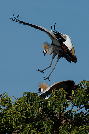 tz13_crownedcrane9447dk300