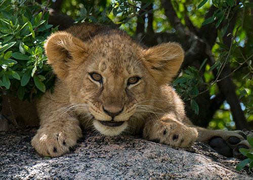 tz13_cub0774dk500