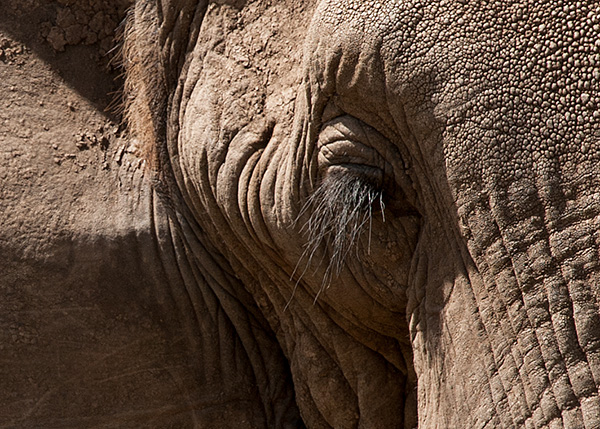 tz13_elephanteye3792dk600