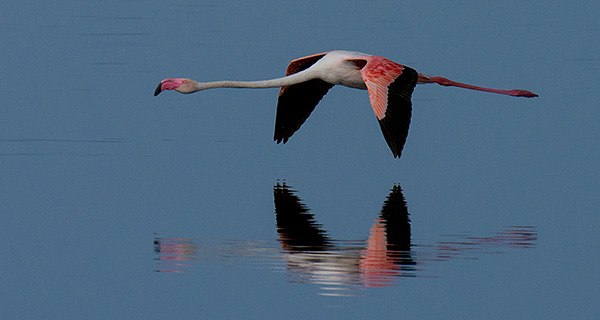 tz13_flamingo0343dk600