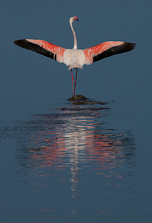 tz13_flamingo0416dk300