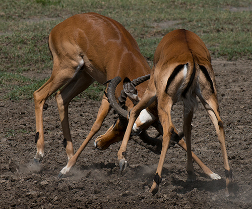 tz13_impalafight0204dk500