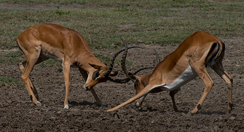tz13_impalafight0206dk500
