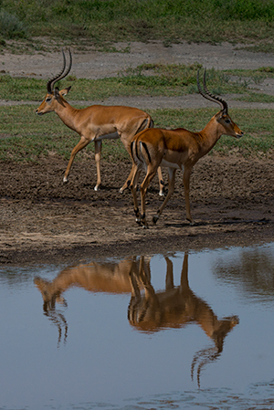 tz13_impalas0230dk300