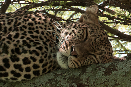 tz13_leopardface0156dk500