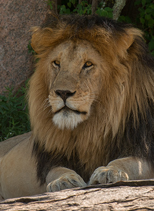 tz13_lion0713dk300