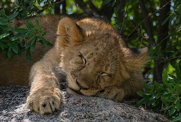 tz13_lioncub0743dk600