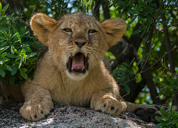 tz13_lioncub0772dk600