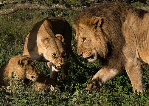 tz13_lionfamily0069dk500