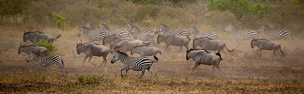 tz13_migration3888dk600