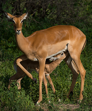 tz13_mombabyimpala0083dk300