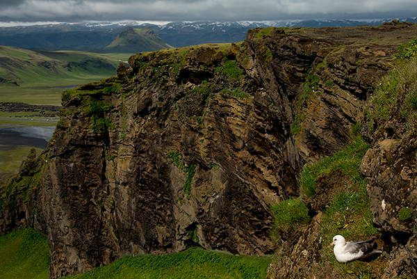 Cliffs, adorned by fulmars©Bob Harvey, 2013