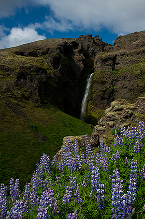 Waterfalls and lupines©Bob Harvey, 2013