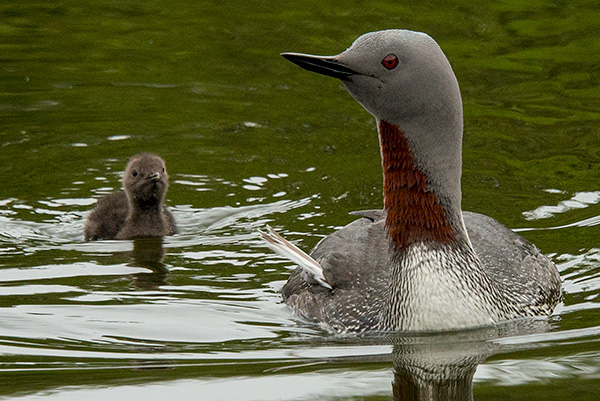 Red throated diver with chick©2013 Bob Harvey