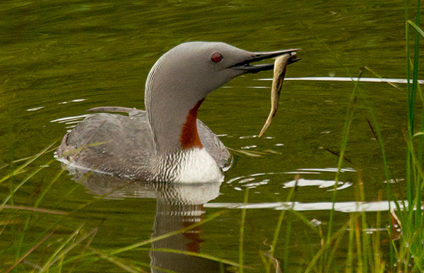Red throated diver with an eel for the chicks' lunch!©2013 Bob Harvey