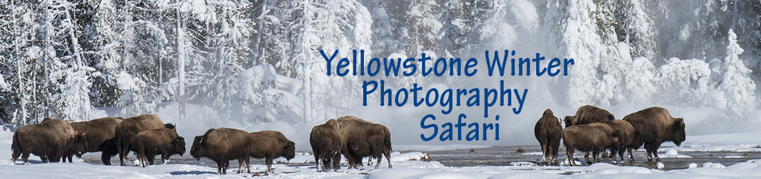 Yellowstone Winter Photography Tour with Nature Photography Adventures