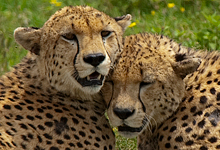 Tanzania Photography Safari